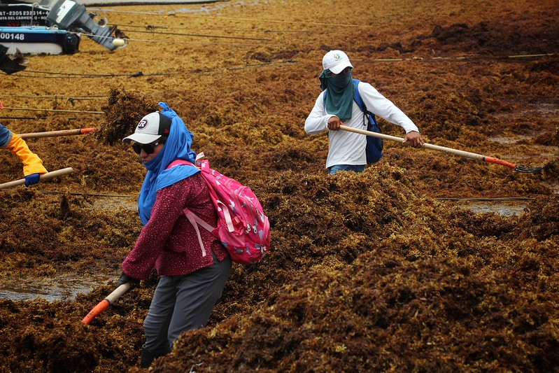 Analizan en México 198 iniciativas para convertir el sargazo en materia prima